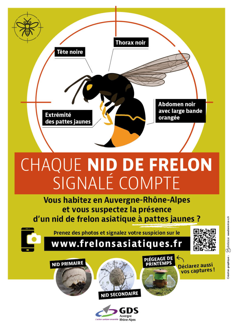 Frelon asiatique