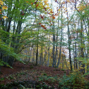Recherche de biens vacants