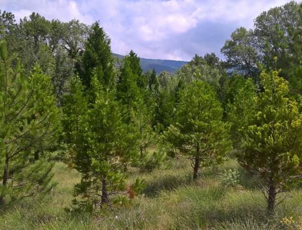 Forêt Privée